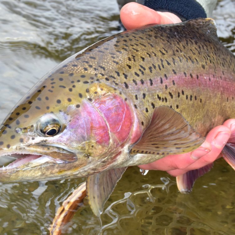 The Fascinating World of Trout: A Master of Freshwater Habitats