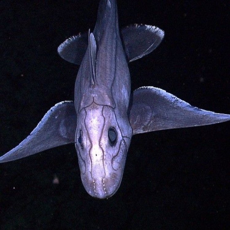 Unlocking the Mysteries of the Shortnose Chimaera – A Unique Deep-Sea Creature