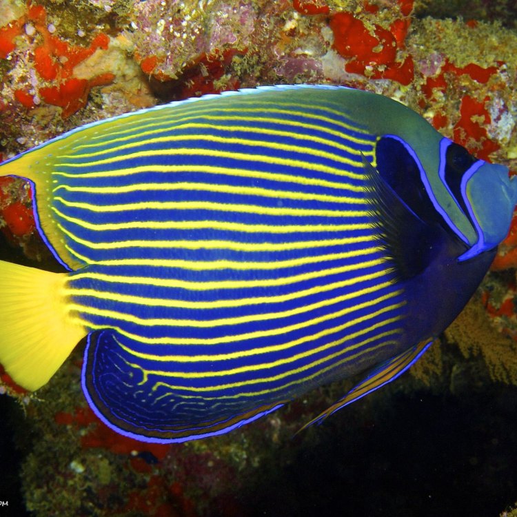 The Colorful Emperor Fish: A Hidden Gem of the Indo-Pacific Region