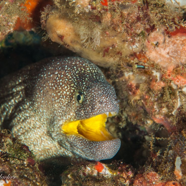 The Yellow Moray: A Mysterious and Fascinating Sea Creature