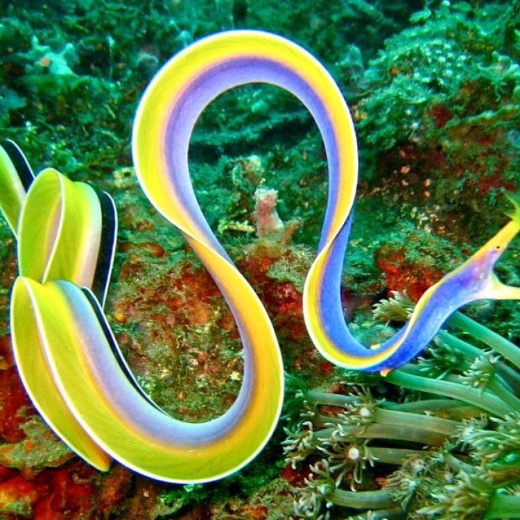 The Mysteries of the Deep Sea Eel: Exploring One of the World's Most Elusive Creatures
