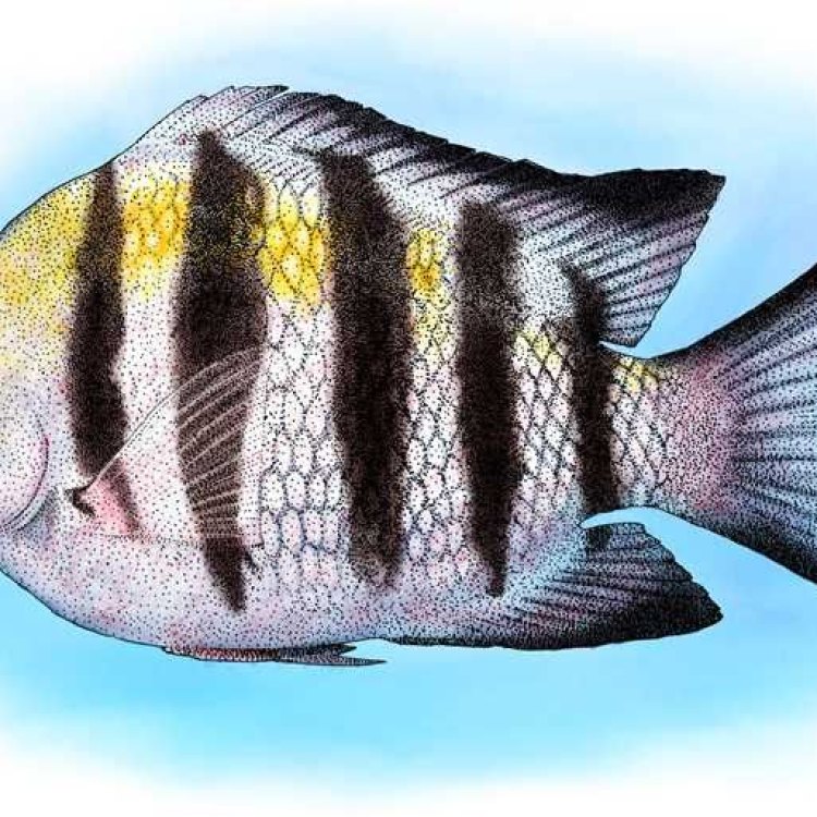 The Vibrant and Fascinating Sergeant Major Fish: An Icon of Tropical Coral Reefs