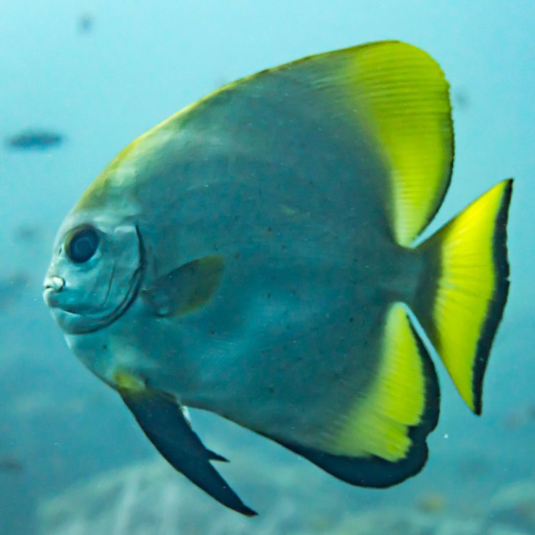 Discovering the Unique Spadefish: A Tropical Beauty of the Waters