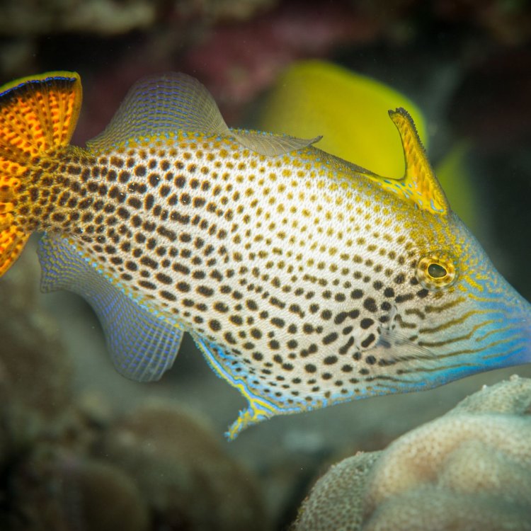 <i>The Fascinating World of Filefish: Meet the Colorful, Mimicry-Masters of the Coastal Seas</i>