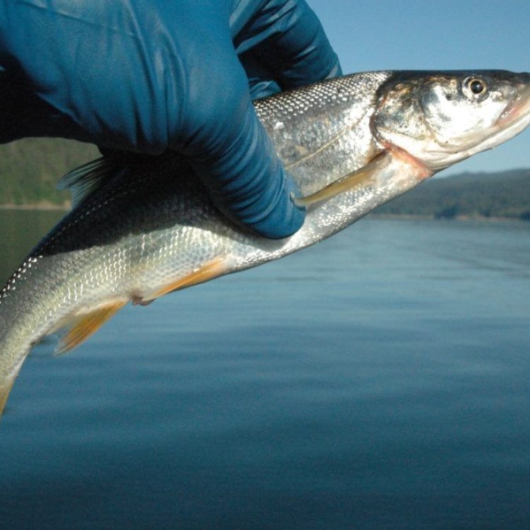 Squawfish: A Mighty Predator of Western North America