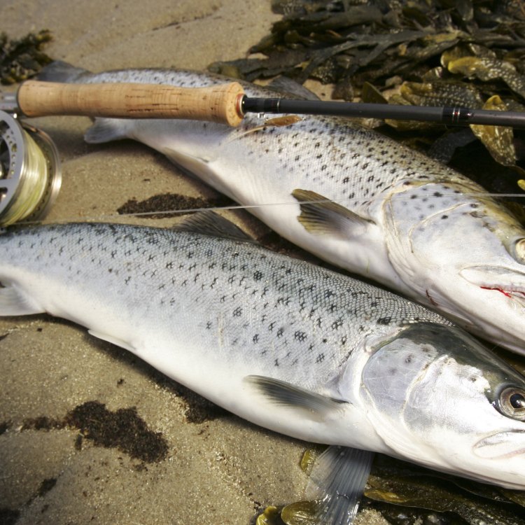 The Captivating Sevan Trout: An Exquisite Fish of Lake Sevan