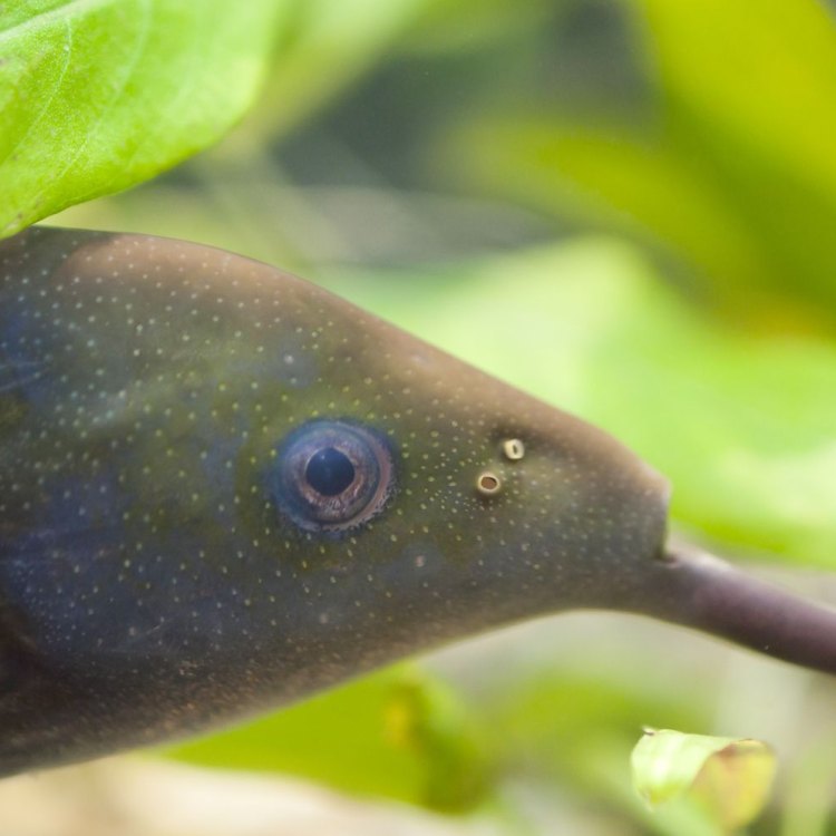 The Fascinating World of the Elephantnose Fish: A Closer Look at Africa's Unique Aquatic Creature