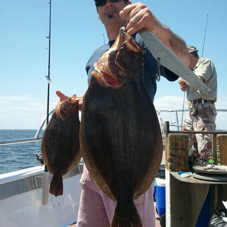 The Fascinating World of the Summer Flounder: A Master of the Coastal Waters