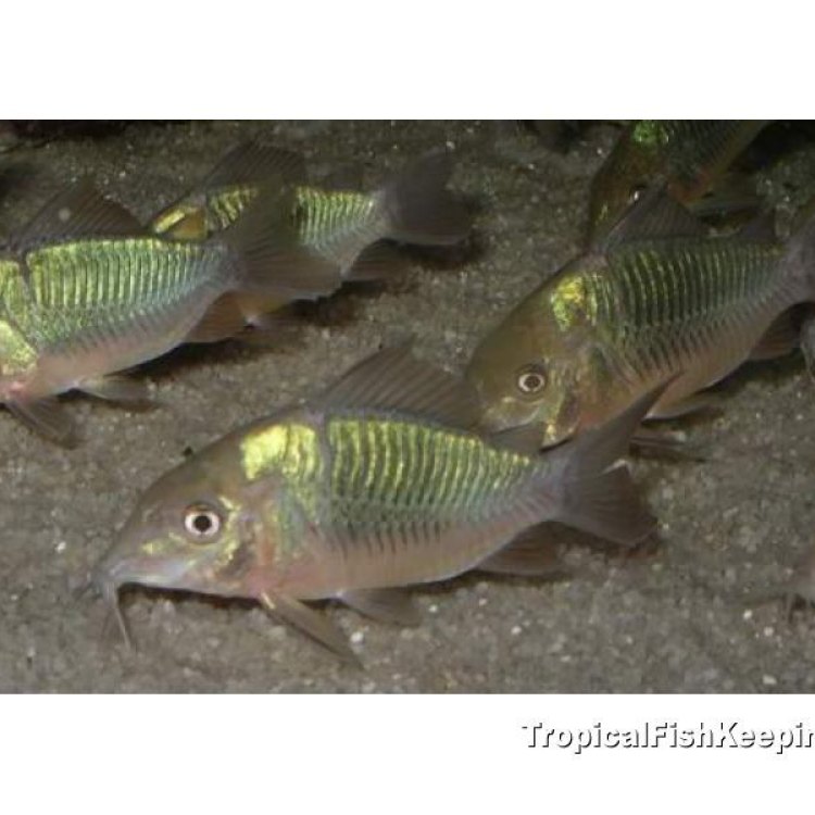 Emerald Catfish: The Jewel of the Amazon River