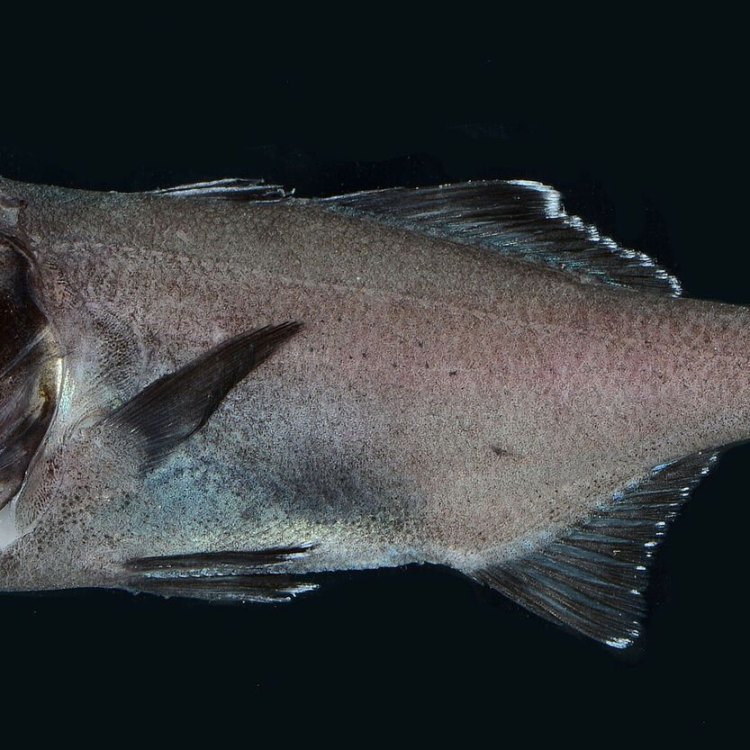 The Mysteries of the Flashlight Fish: An Insight into Anomalops katoptron