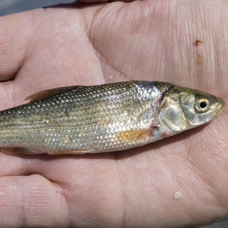 A Fascinating Fish: The Tui Chub