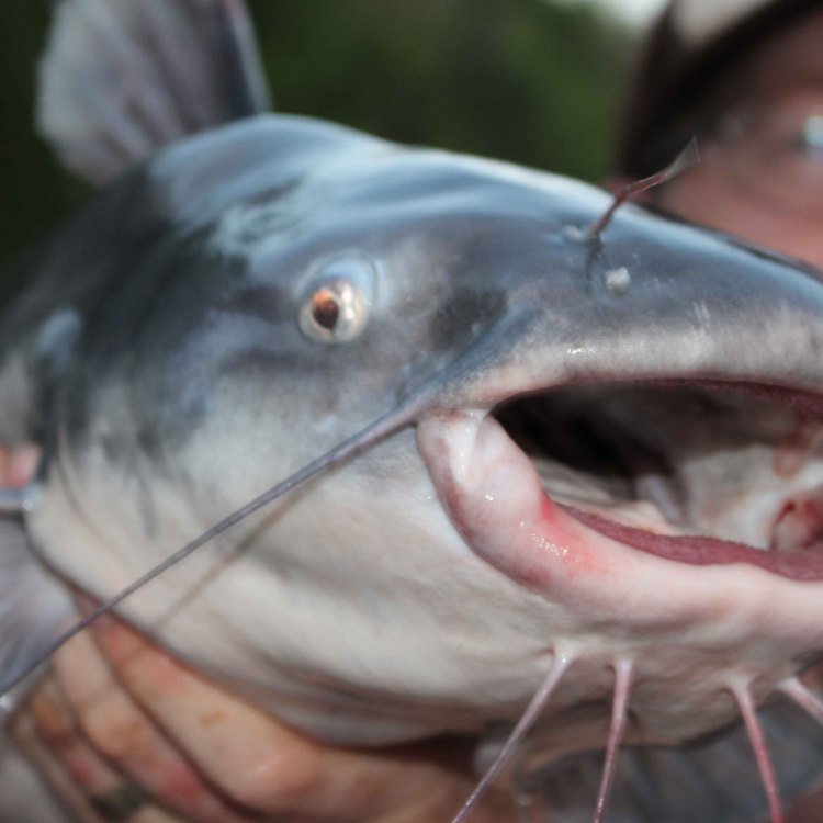 The Mysterious Barbel Less Catfish: A Fascinating Creature of South America