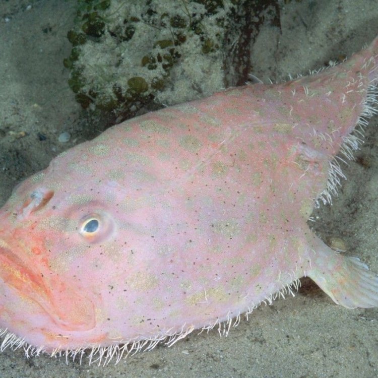 The fascinating world of the Coffinfish: An elusive deep-sea predator
