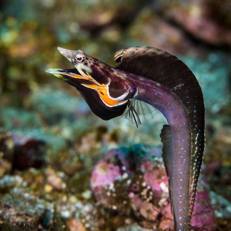 The Fascinating World of the Pikeblenny Fish