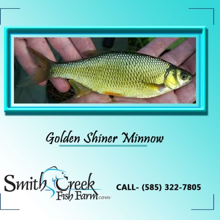 Discover the Beauty of the Golden Shiner: North America's Vibrant Native Fish