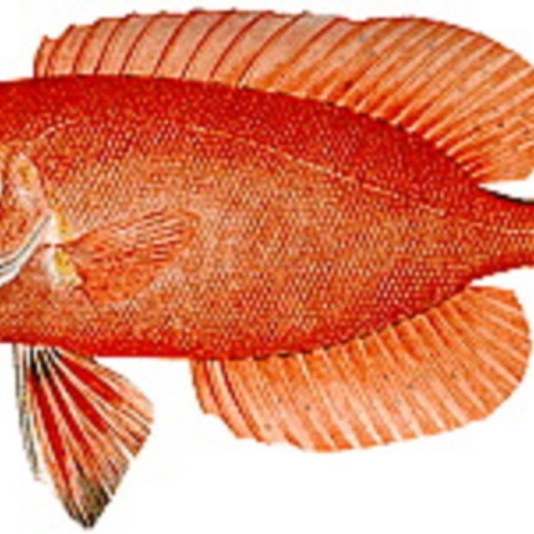 The Amazing Catalufa Fish: A Jewel of the Western Atlantic