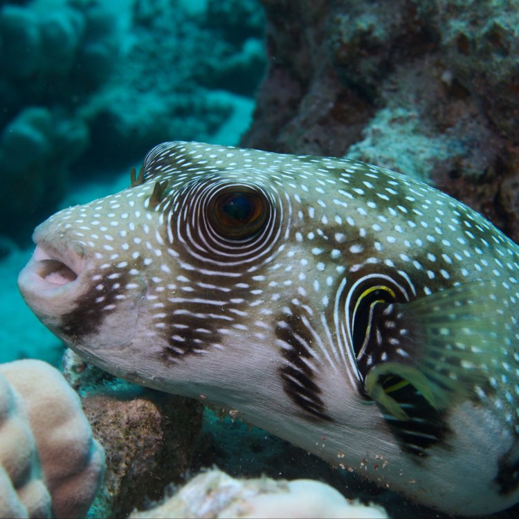 Exploring the Mysterious Three Toothed Puffer: A Hidden Gem of the Indo-Pacific Waters