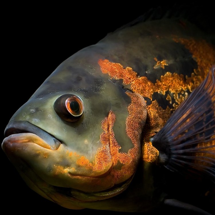 The Fascinating World of Oscars: An Insight into the Life of a Carnivorous Freshwater Fish