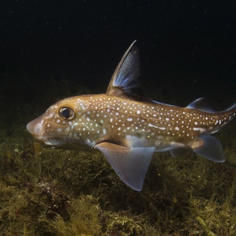 Uncovering the Mysterious World of the Ratfish: Facts and Fascinating Features