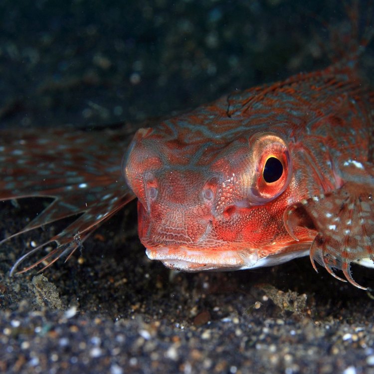 The Fascinating World of the Flying Gurnard Fish