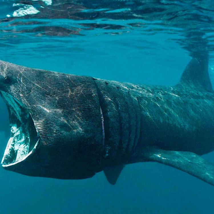 The Mighty Basking Shark: A Gentle Giant of the Open Seas