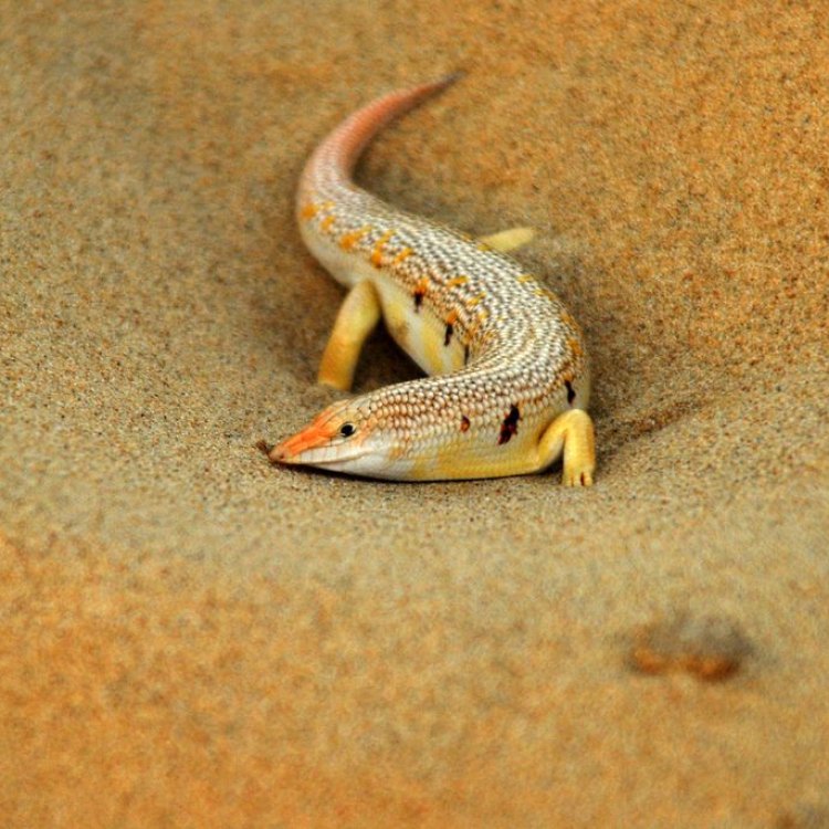 The Fascinating Beaked Sandfish: An Unusual Bottom-Dweller in Africa