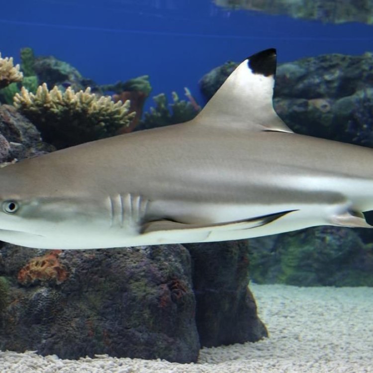 The Blacktip Reef Shark: A Beautiful Predator of the Coral Reefs