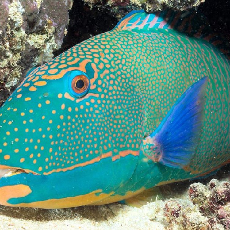Discover the Colorful World of Parrotfish: Everything You Need to Know