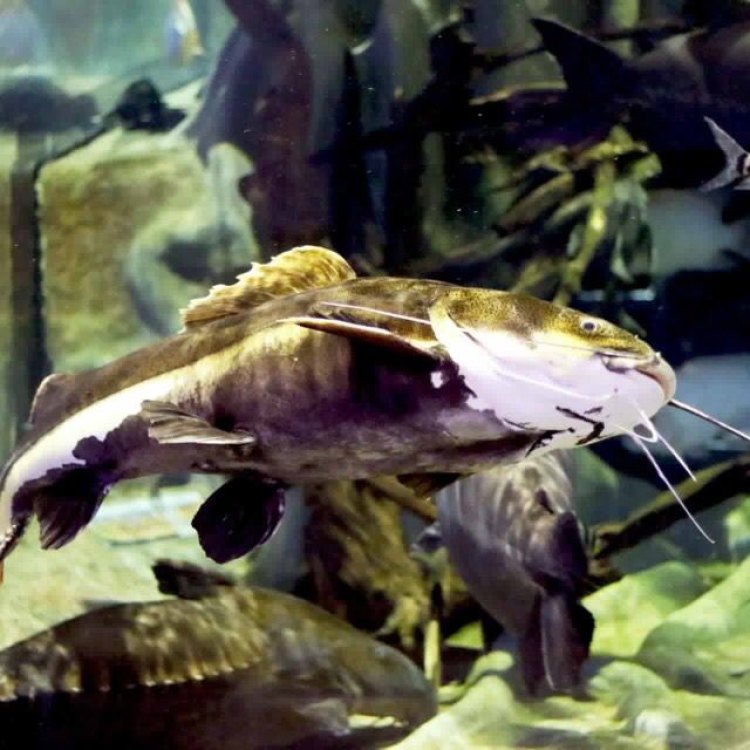 The Fascinating Airbreathing Catfish: Diversity and Adaptability in Freshwater