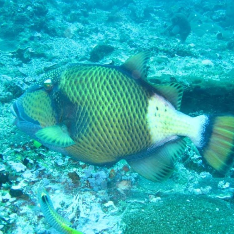 The Captivating Mustache Triggerfish: A Colorful Wonder in the Indo-Pacific