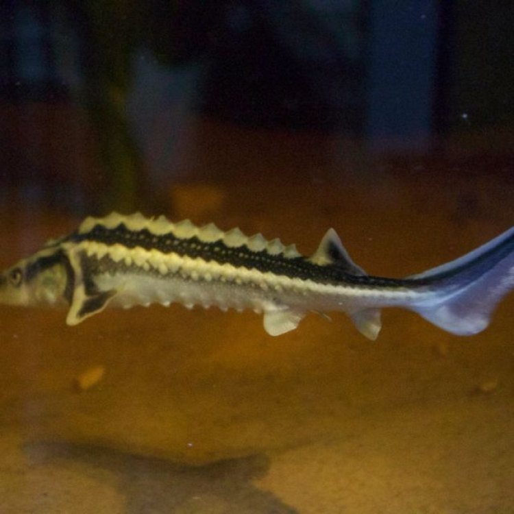 The Majestic Russian Sturgeon: A Rare and Endangered Species