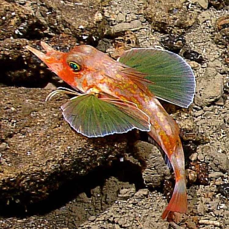 The Unique and Colorful Northern Sea Robin: A Fascinating Creature of the Atlantic Ocean