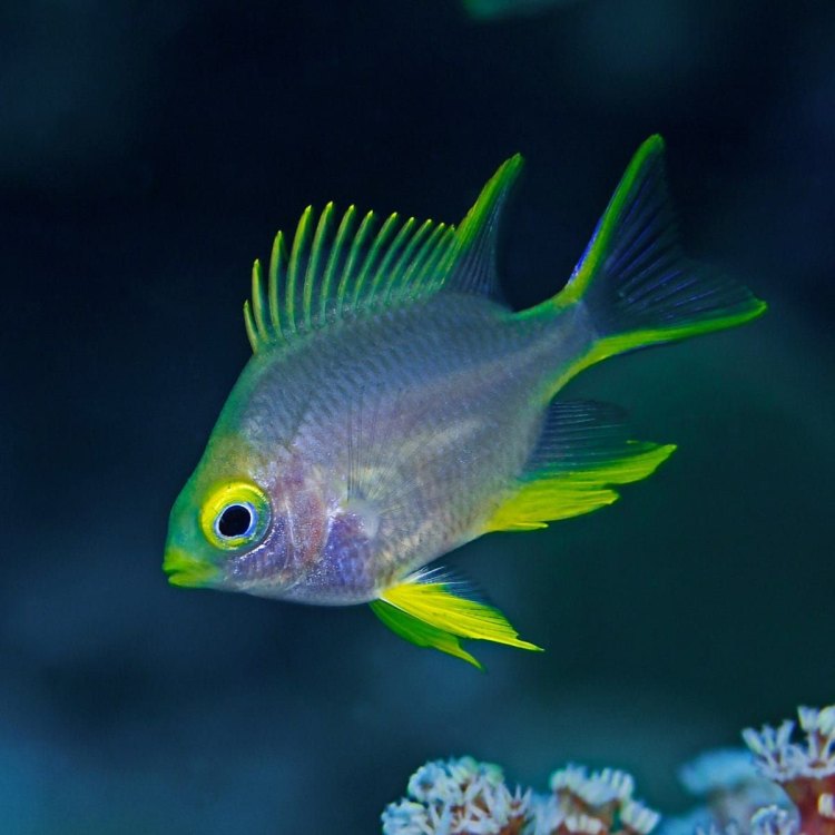 The Marvelous World of Damselfish: Everything You Need to Know