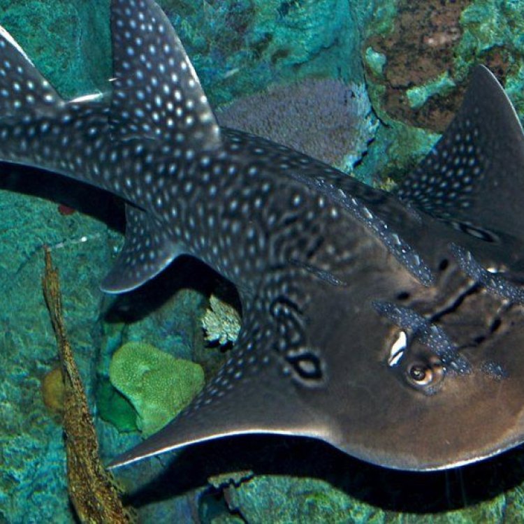The Enigmatic Guitarfish: A Unique Ocean Creature that Stands Out
