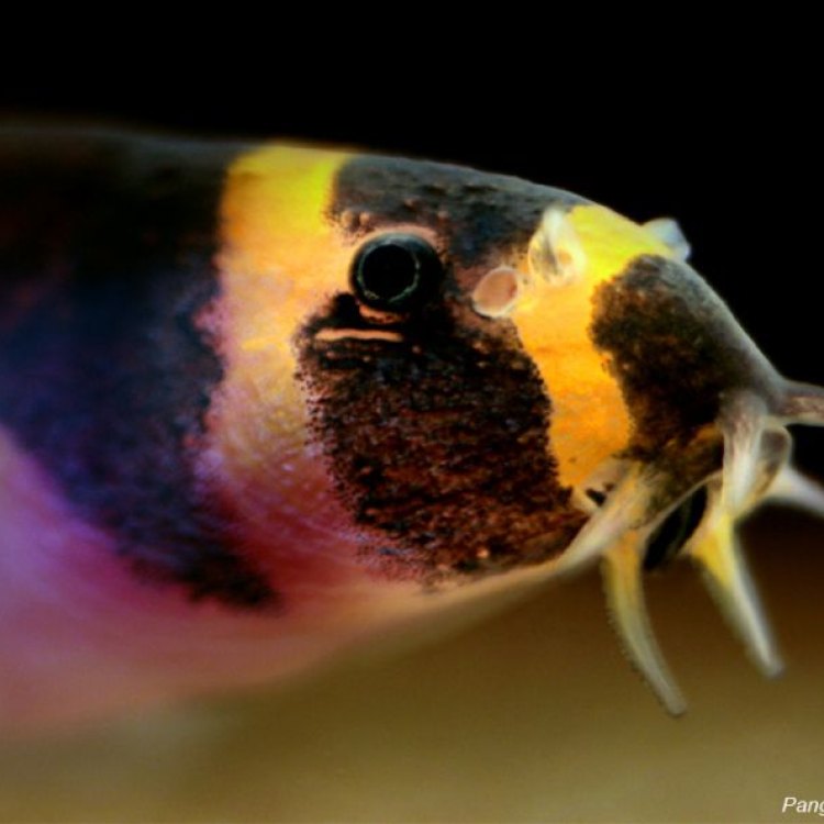 A Closer Look at the Coolie Loach: A Hidden Jewel of Southeast Asia