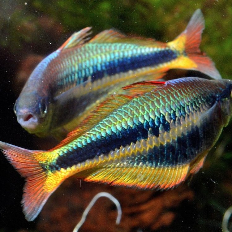 Exploring the Vibrant World of the Rainbowfish: Melanotaenia australis