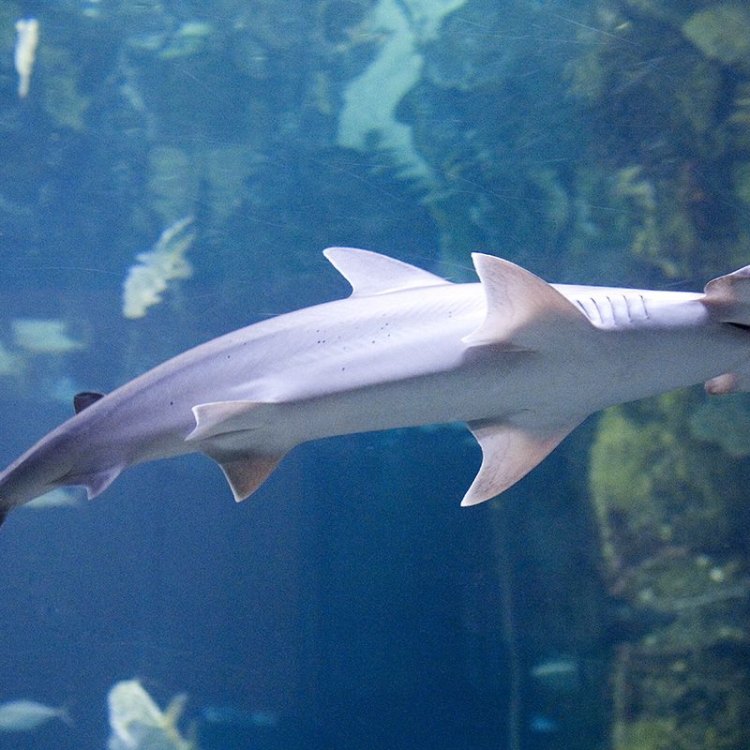 Bonnethead Shark: The Underestimated Giant of Coastal Waters