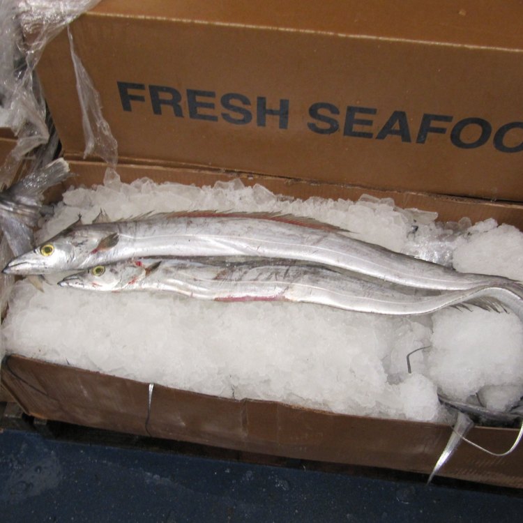 The Mysterious and Majestic Ribbonfish: A Creature of the Open Ocean