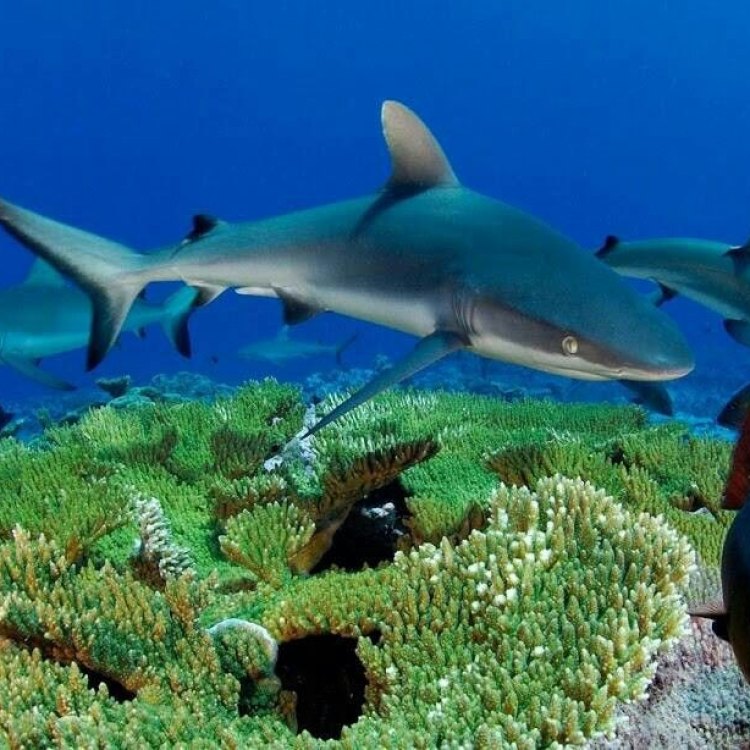 The Magnificent and Mysterious Gray Reef Shark