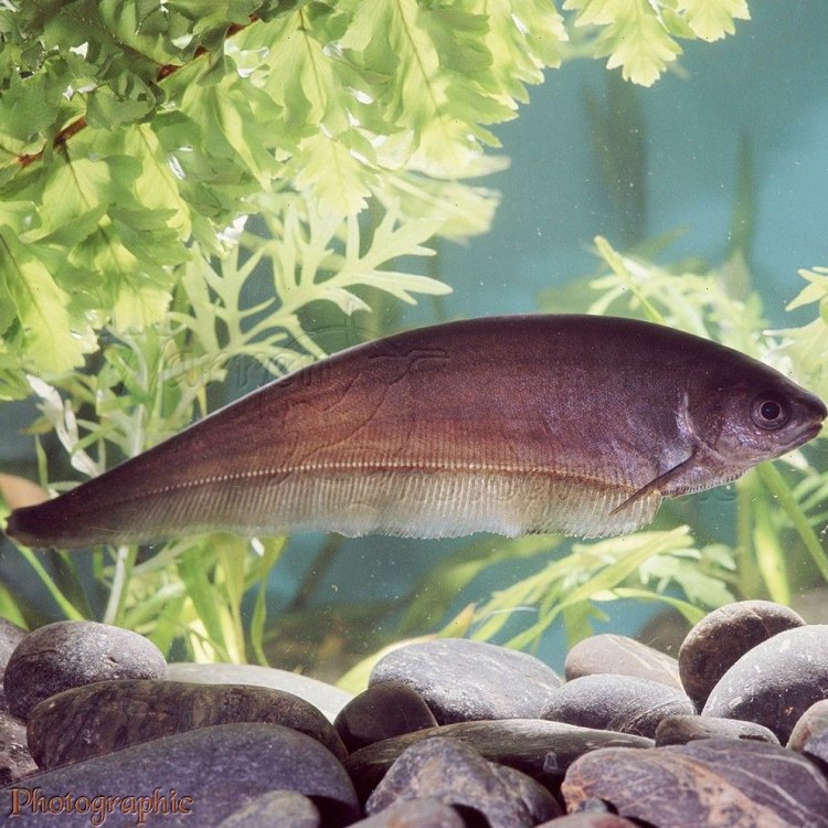 The Electric Knifefish: A Shockingly Unique Creature From South America