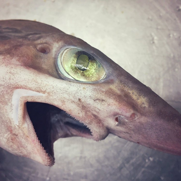 The Ghoul: The Elusive and Mysterious Shark of Coastal Waters