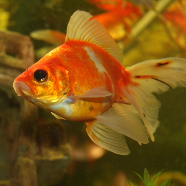 The Captivating World of Goldfish: A Fascinating Look at the Beloved Aquatic Pets