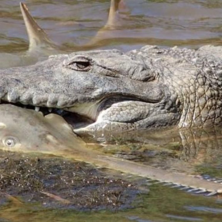 The Eerie and Mysterious Crocodile Shark: A Rare and Enigmatic Species