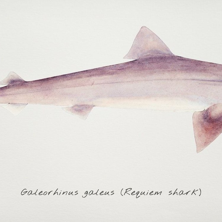 The Fascinating World of the Requiem Shark