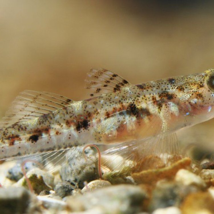 The Fascinating World of the Sand Goby: A Small Fish with a Big Presence