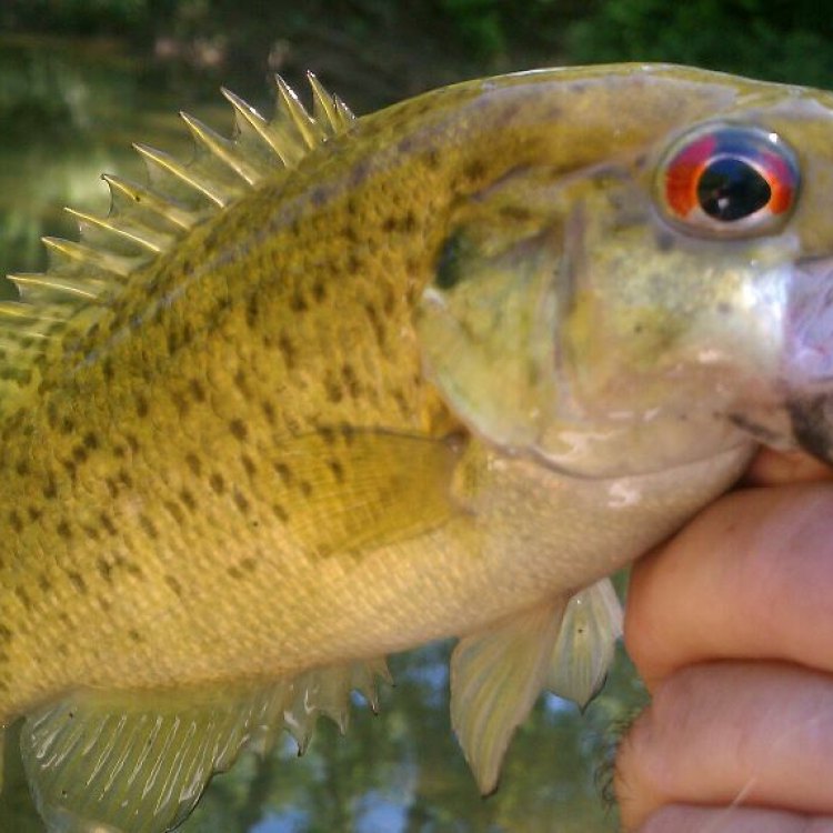 The Mighty Rock Bass: A Predatory Fish from Eastern and Central United States