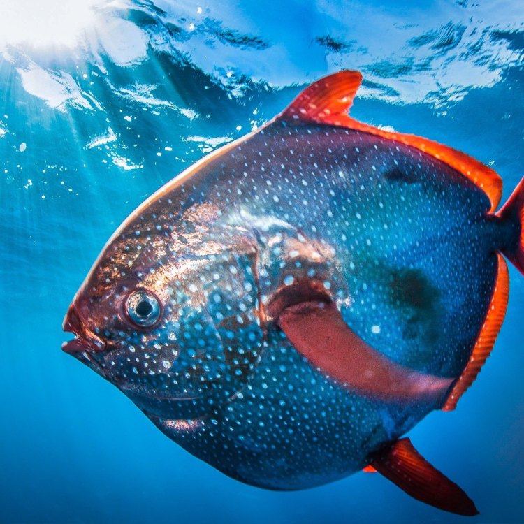 The Enigmatic and Magnificent Opah: Discovering the Secrets of the Oceans