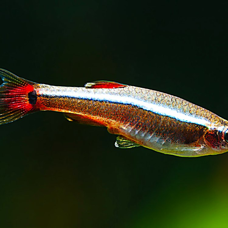 Discover the Tiny but Mighty Minnow: A Fascinating Freshwater Fish