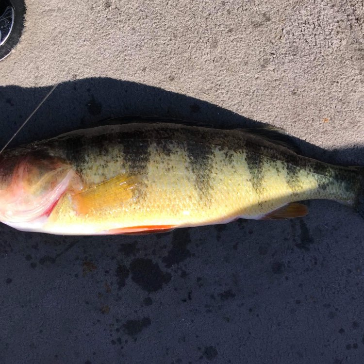 The Intriguing Trout Perch: A Unique Fish of North America