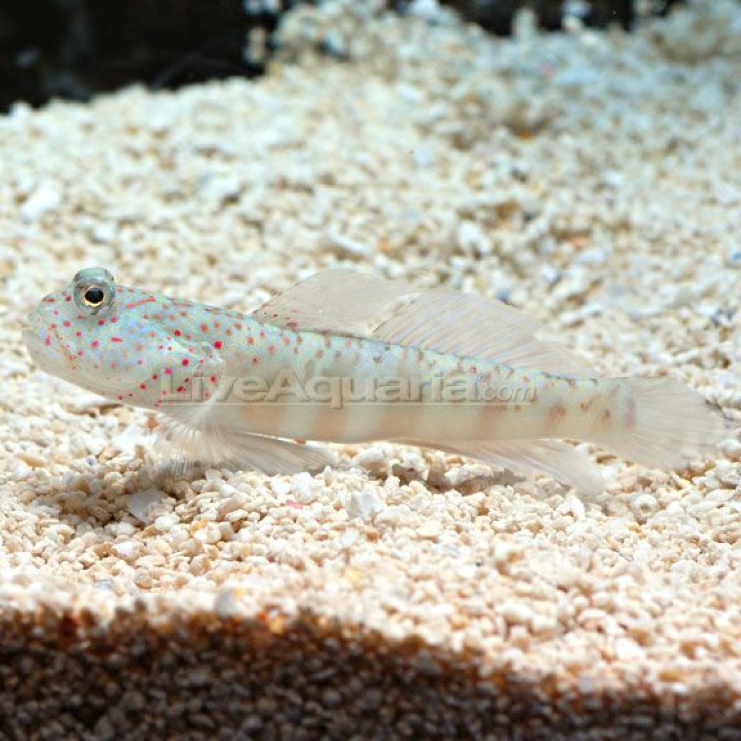 Burrowing Goby